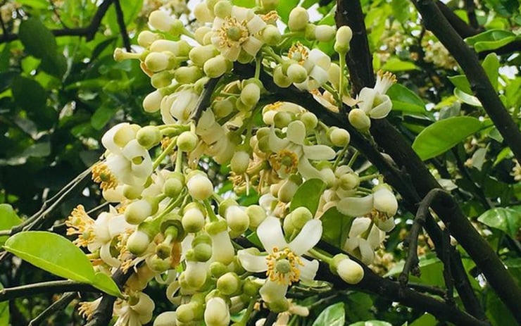 Cây bưởi từ lâu đã gắn liền với đời sống người Việt, đặc biệt là trong những dịp lễ Tết. Hoa bưởi có mùi thơm dịu nhẹ, thanh khiết, được xem là mùi hương mang năng lượng dương, giúp thanh lọc không khí và tạo cảm giác an yên cho không gian sống.    