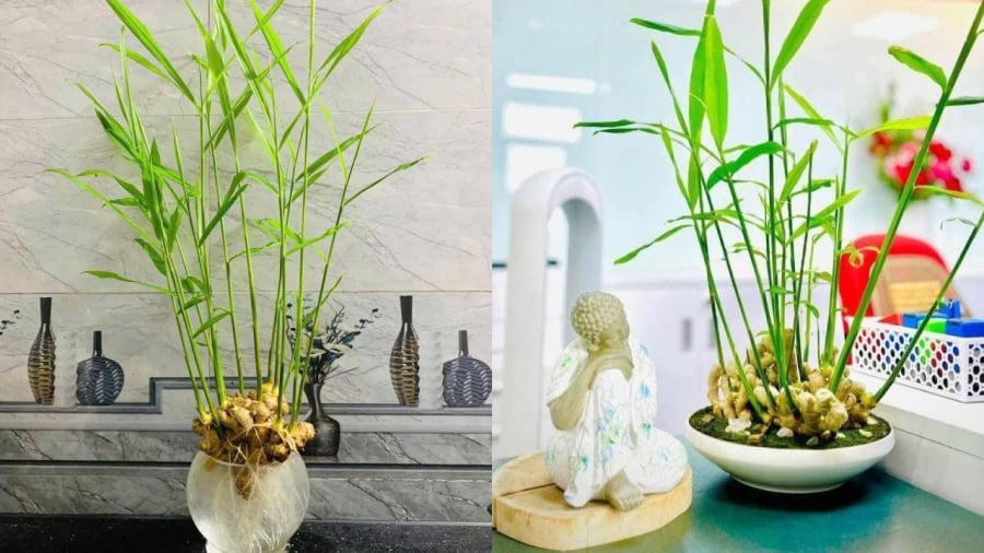 Trồng gừng phong thủy mang ý nghĩa tốt đẹp, giúp thu hút may mắn và tài lộc.