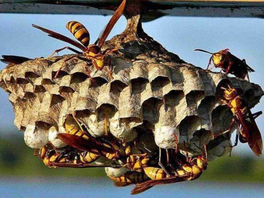 Ong làm tổ gần nhà    