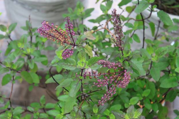 Cây hương nhu là dược liệu rất quen thuộc trong các bài thuốc Đông y