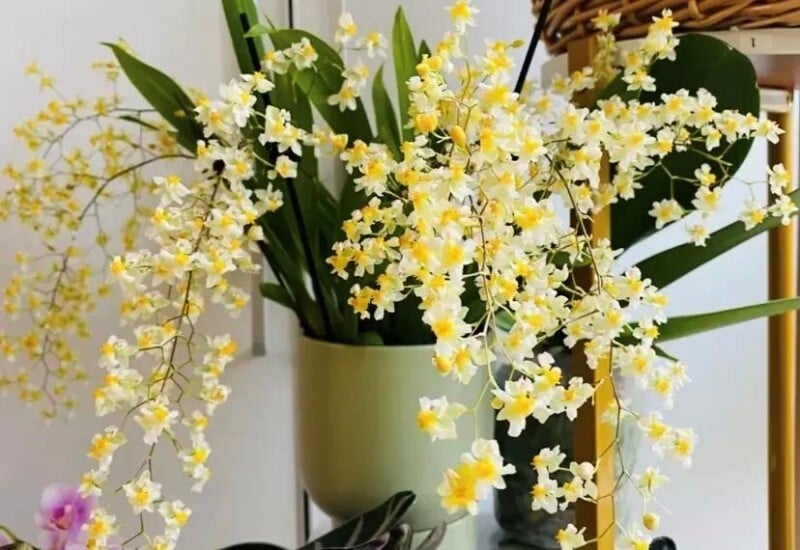 Cây hoa lan vũ nữ vừa rực rỡ vừa sang trọng.