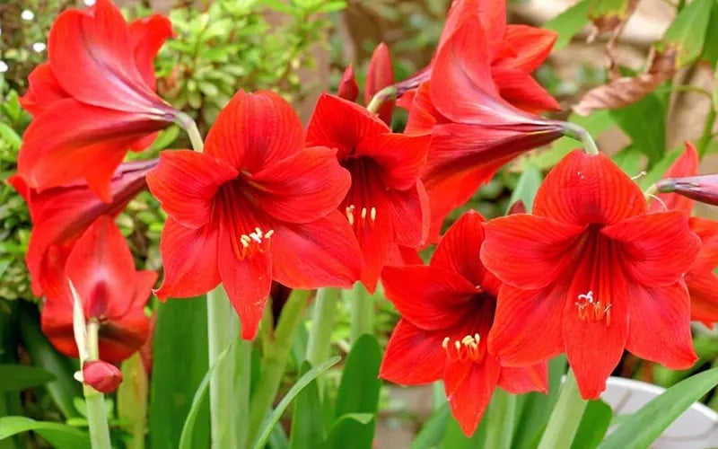 Cây lan huệ đỏ giúp xua tan năng lượng tiêu cực, thu hút tài lộc và sinh khí. 