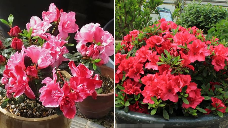 Hoa đỗ quyên có ý nghĩa phong thủy tốt đẹp, được nhiều người lựa chọn để bày trong nhà vào dịp Tết.