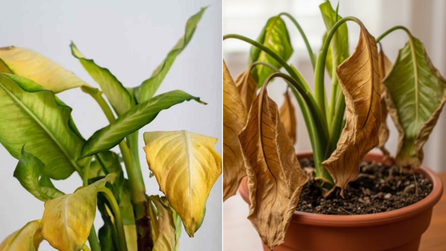 Cây cối trong nhà héo úa, lụi tàn được xem là dấu hiệu không tốt, ảnh hưởng nghiêm trọng tới tài lộc của gia đình.