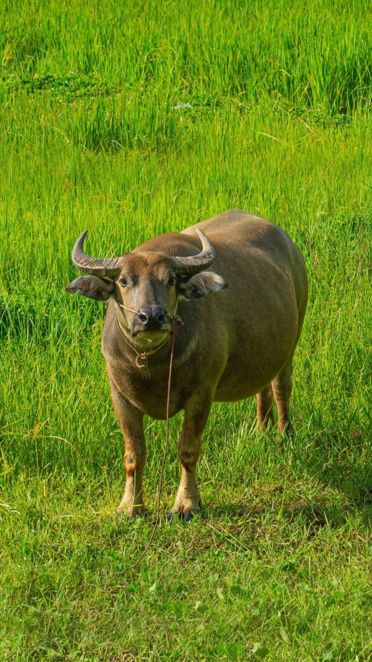 Khi tối giản thì Sửu thấy mọi việc nằm trong tầm kiểm soát