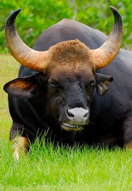 Tuổi Sửu âm thầm vươn xa