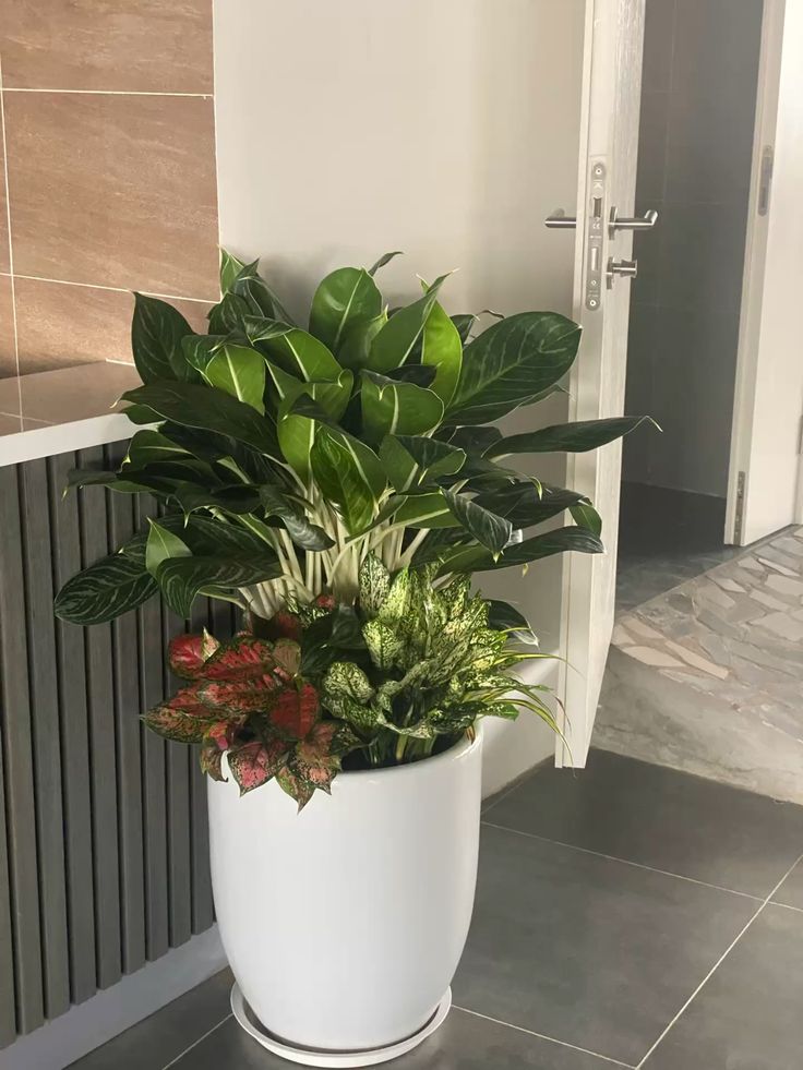 Cây đặt gần lối cửa chính phải cẩn trọng