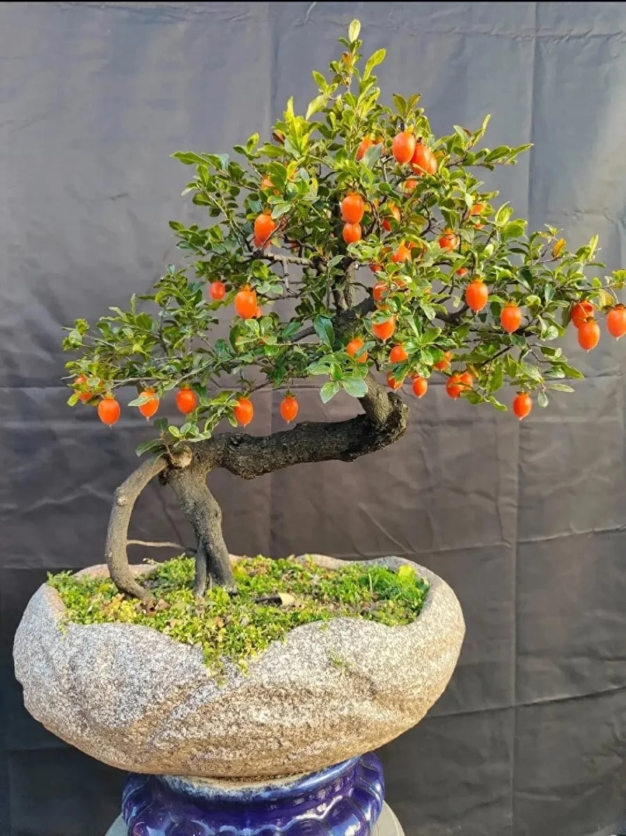 cây cảnh hồng đá được tạo hình thành nhiều cây cảnh bonsai đa dạng, đẹp mắt