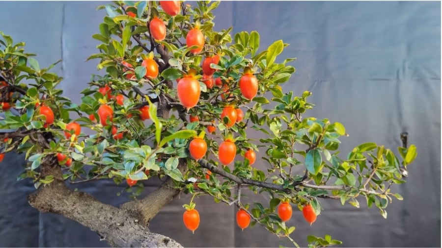 Hình dáng quả hồng như những viên cẩm thạch vàng, tượng trưng cho vàng bạc, tài lộc.    