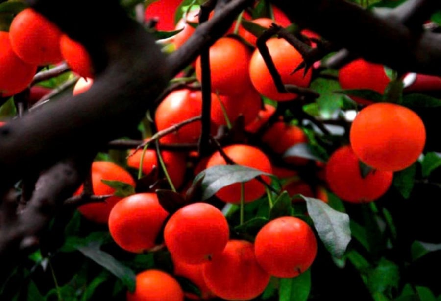 Cây cảnh này sẽ tăng sức sống cho ngôi nhà của bạn, với ngụ ý tốt lành, nhà giàu rất thích trồng.