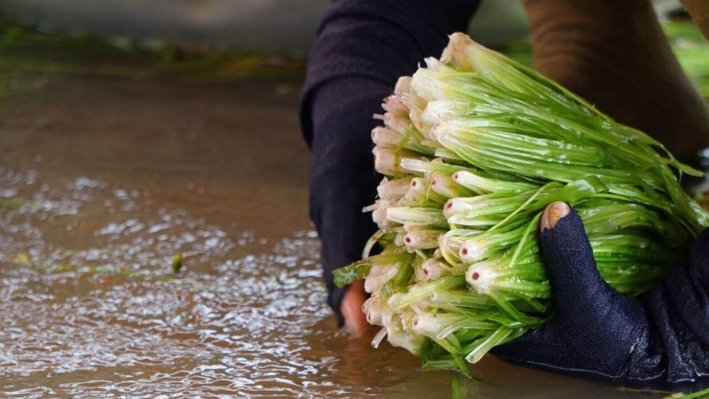 Người dân miền Tây 