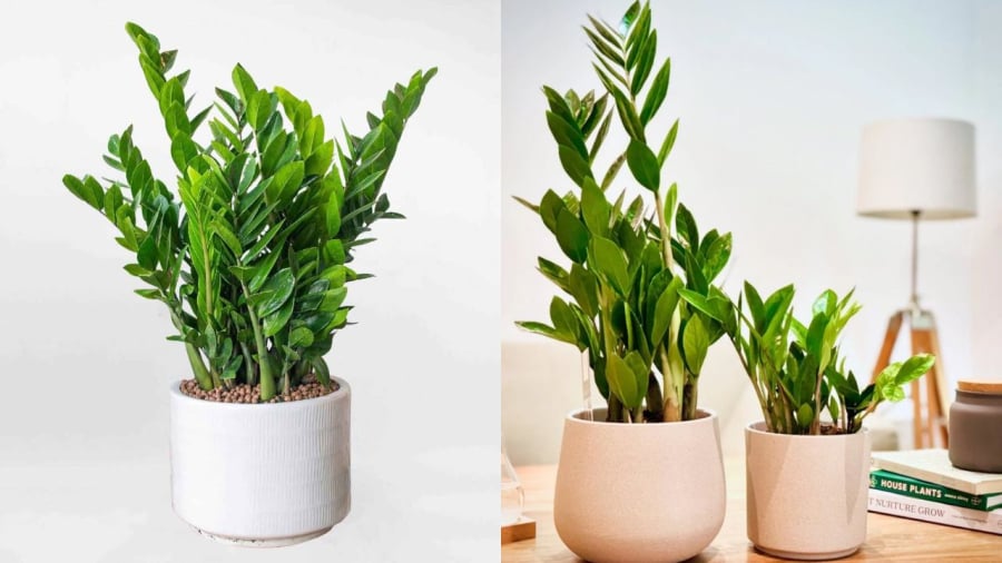 Đặt cây kim tiền ở phòng khách vào dịp Tết Bính Ngọ 2026 có thể giúp cân bằng năng lượng, thu hút may mắn và tài lộc cho gia chủ.