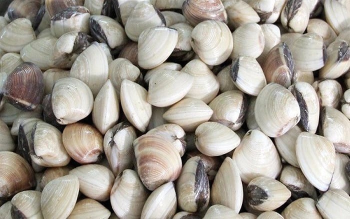 Mua ngao nhớ 3 mẹo này: Ăn không hết vẫn tươi, thịt không teo, mọng ngọt như mới