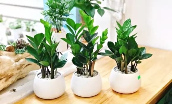 Cây kim tiền (hay còn gọi là cây phát tài) từ lâu đã được xem là lựa chọn phổ biến trong phong thủy phòng khách. 