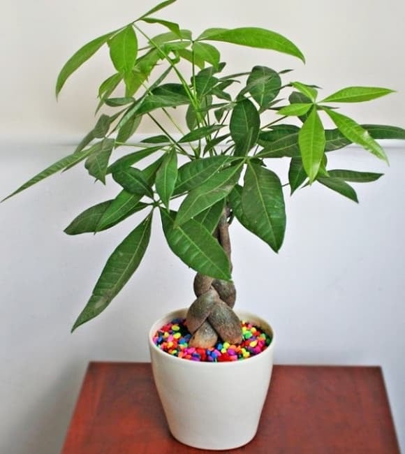 Kim ngân gây ấn tượng với thân xoắn đặc trưng và tán lá xanh mướt, biểu trưng cho sự khéo léo, bền bỉ và khả năng tích lũy của cải.