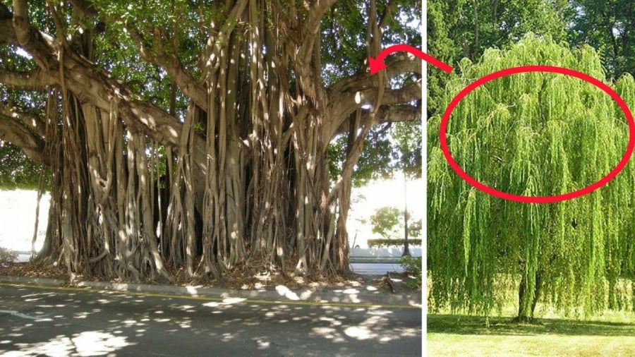 Cây trồng nên tránh trồng trước nhà