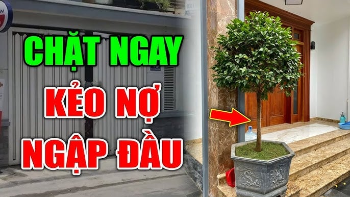 4 loại cây xui tận mạng, đẹp - thơm mấy cũng đừng dại mang về