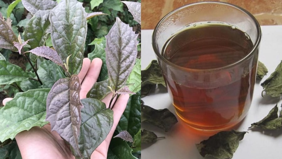 Nước lá xạ đen mang lại nhiều lợi ích cho sức khỏe.