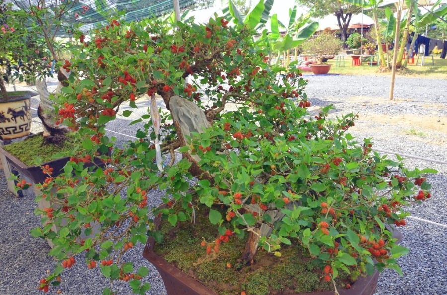 dâu tằm được xem là loại cây có khả năng xua đuổi tà ma, thường trồng sân nhà, nên khi mang vào trong nhà trồng nó mang ý nghĩa không may mắn.