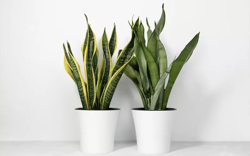 Cây lưỡi hổ tượng trưng cho sự quyết đoán, ý chí và khả năng vượt qua trở ngại.