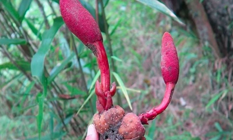 Nấm ngọc cẩu – loài cây ký sinh mọc dại trong rừng, mỗi năm chỉ xuất hiện một mùa ngắn ngủi.