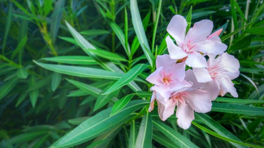  Cây trúc đào có chứa độc tố trong lá, hoa và nhựa cây, nên trồng trong nhà không tốt