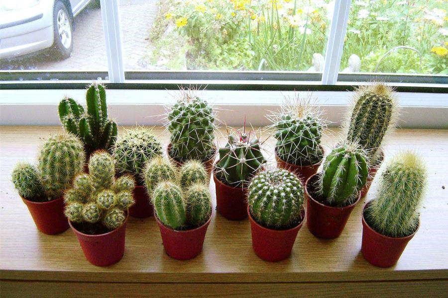 Gai nhọn của xương rồng có thể phát tán luồng khí xấu, tạo cảm giác căng thẳng, dễ dẫn đến mâu thuẫn và hao tán tiền của.