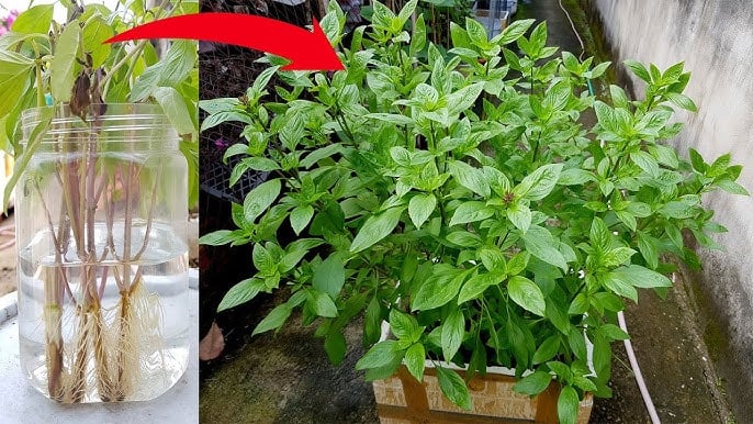 Cách trồng rau húng quế đuổi muỗi, thanh lọc không khí, sẵn gia vị cho món ăn