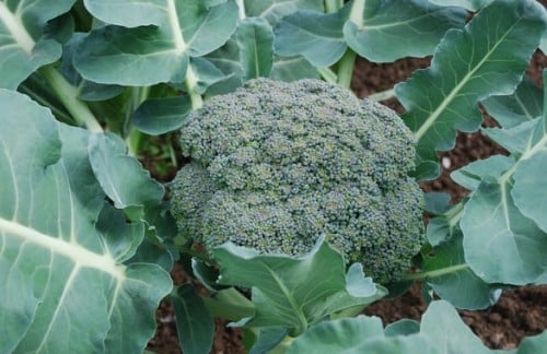 Bông cải xanh được xem là một trong những loại rau có giá trị dinh dưỡng cao nhất.