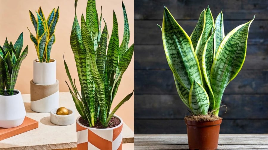 Gia chủ có thể trồng cây lưỡi hổ vào năm Bính Ngọ 2026 để cầu tài lộc, bình an.