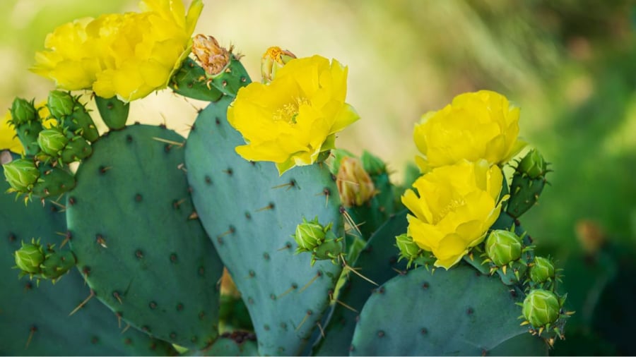 Cây xương rồng dễ sống nhưng không phải là loại cây mang ý nghĩa tốt trong phong thủy nên trồng trong nhà.