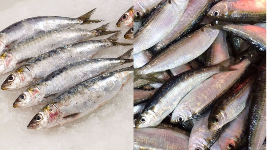 Cá mòi (bên trái) và các trích là những loại cá nhỏ có giá trị dinh dưỡng cao, đặc biệt giàu omega-3.