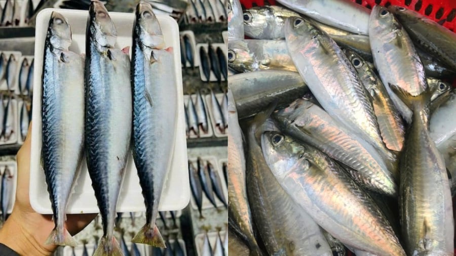 Cá nục và cá bạc má cũng là những loại cá ngon, giàu omega-3 tốt cho sức khỏe.