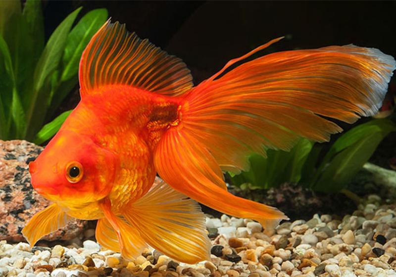 Mơ thấy cá vàng giàu có