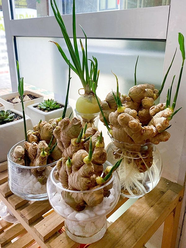 Người thuộc 2 mệnh này trồng gừng phong thủy cực hợp, dễ phát tài to