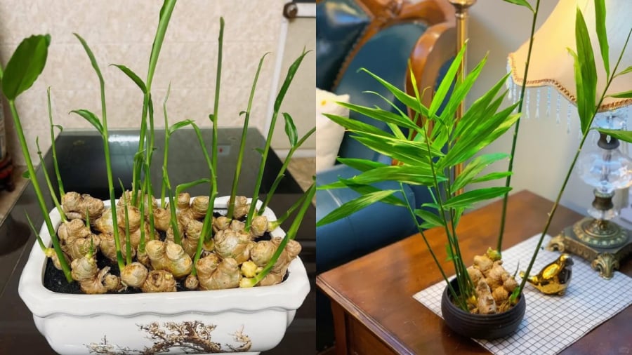 Trong phong thủy phương Đông, gừng không đơn giản chỉ là một gia vị quen thuộc mà còn được xem là loại cây mang năng lượng dương rất mạnh