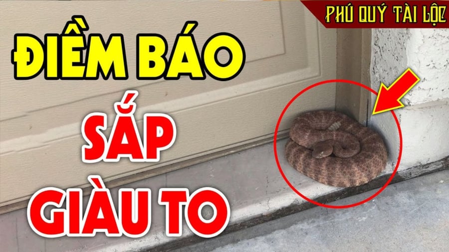 Những con vạat vao nhà điềm báo may mắn