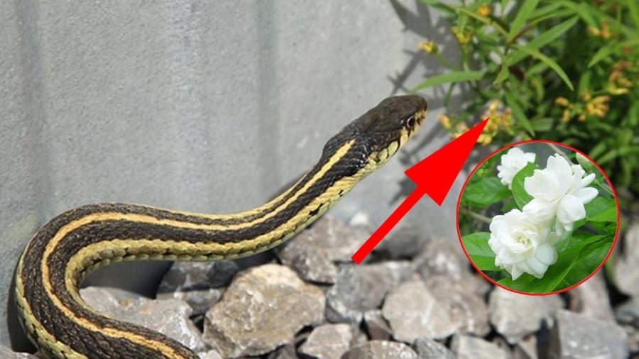 3 loài cây Rắn muốn “kết thân”, 4 loài cây rắn gặp là sợ run