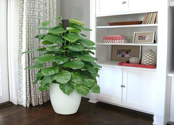 Trầu bà là loại cây gần gũi, dễ trồng, thường được dân buôn lựa chọn vì dáng lá mềm mại, xanh mướt quanh năm. Trong phong thủy, trầu bà tượng trưng cho sự kết nối, hòa hợp và duy trì mối quan hệ lâu dài – yếu tố rất quan trọng trong buôn bán.    