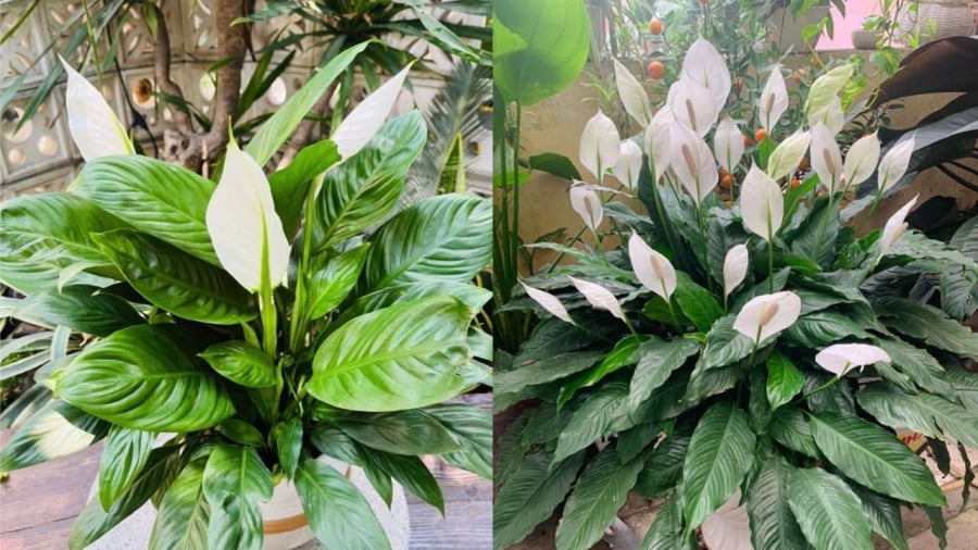 Bạn có thể sử dụng nước ngâm vỏ chuối để tưới cho cây lan ý.