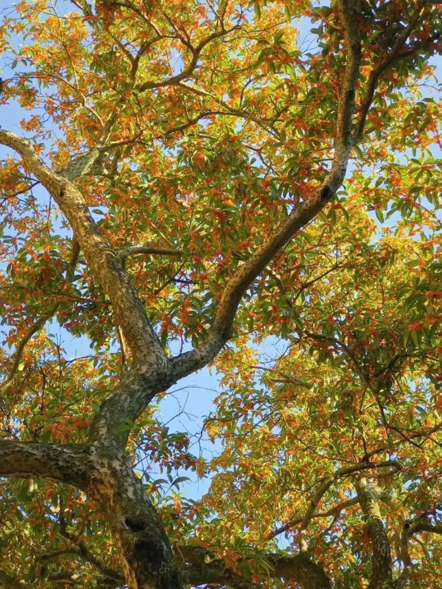 z7433875705968_71ef550454773c04217c77729b85723c