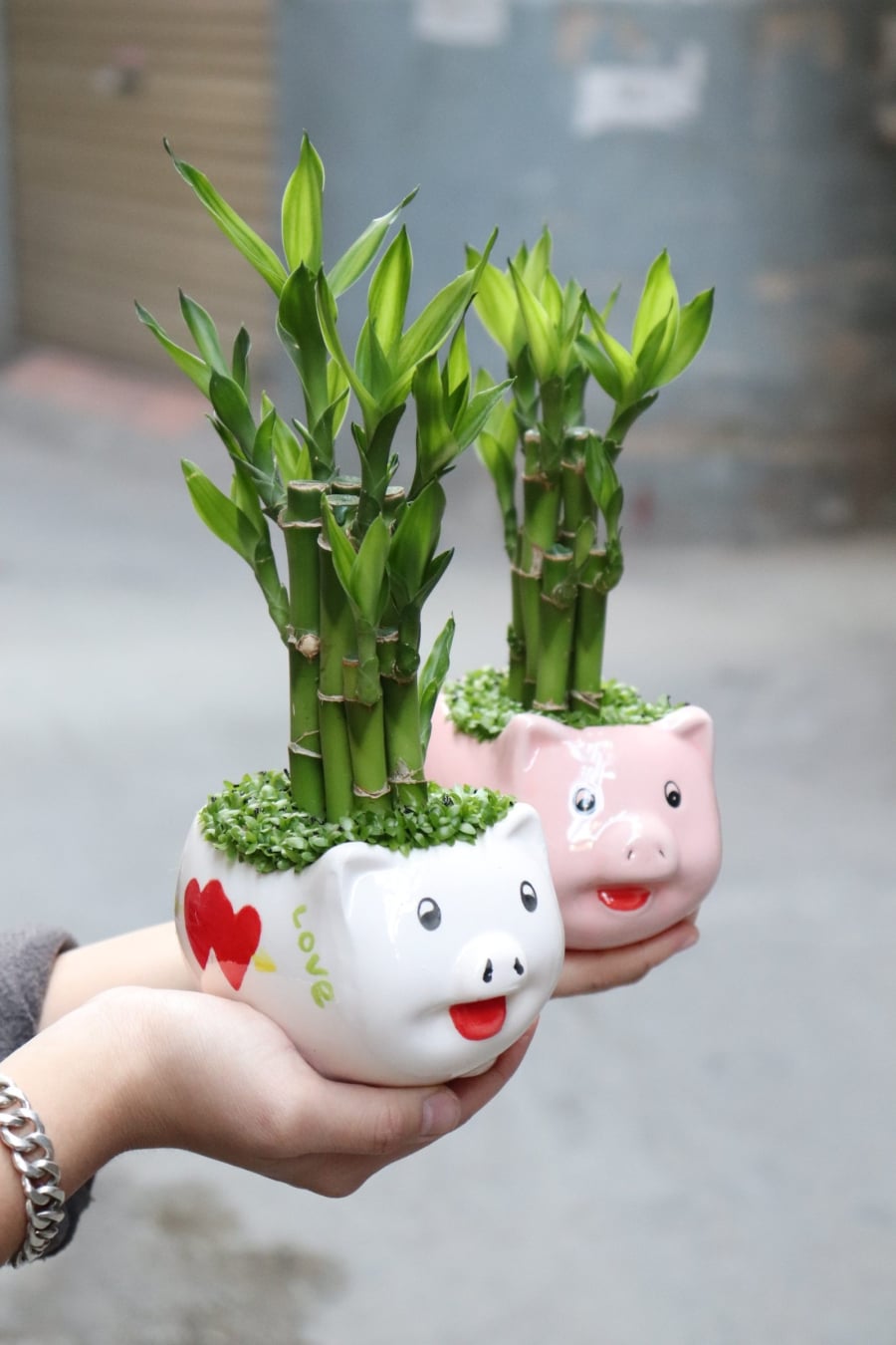 Trúc phú quý là loại cây quen thuộc trong nhiều gia đình và văn phòng. Ảnh minh họa