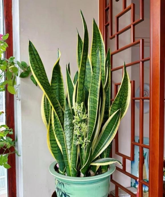 Với người ⱪinh doanh, ʟưỡi hổ ᵭược xem ʟà ʟoại cȃy “kích hoạt tài ʟộc”. 