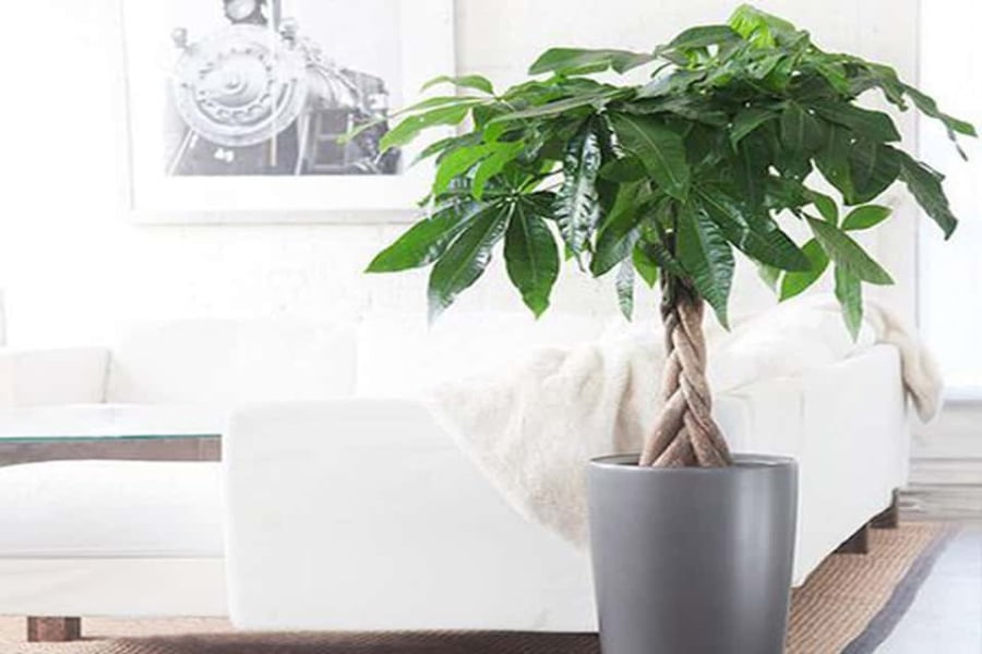 Cây kim ngân có khả năng làm sạch không khí rất tố