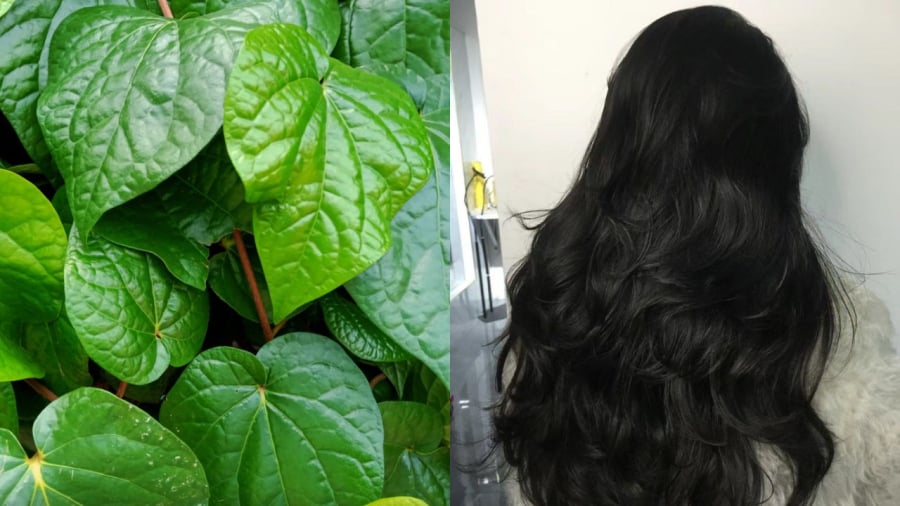 Lá trầu không giúp làm sạch da đầu, thông thoáng chân tóc, làm giảm tình trạng rụng tóc, kích thích mọc tóc.