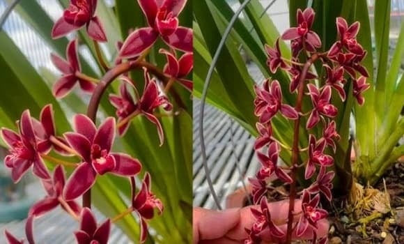 Bên cạnh lan phổ thông, một số dòng lan giá trị (đặc biệt là kiếm lan và lan hồ điệp có nguồn gốc, tên giống rõ ràng) luôn được giới chơi lan lâu năm săn đón.