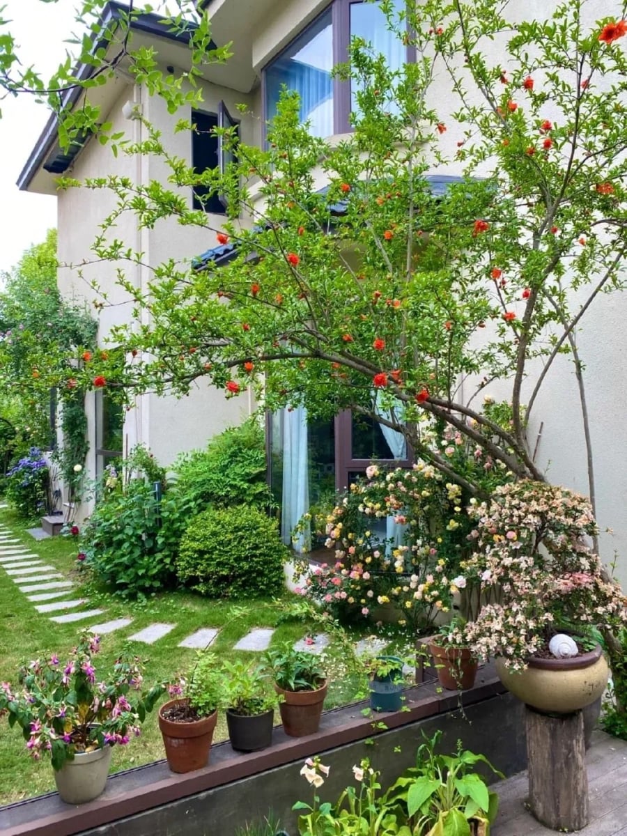 Cuối năm đặt cây xanh, lá thơm trước nhà giúp xua đuổi tà khí đón vận may