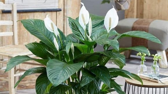 Hoa lan ý có hình dáng như cánh buồm trắng, tượng trưng cho sự hanh thông, thuận lợi.