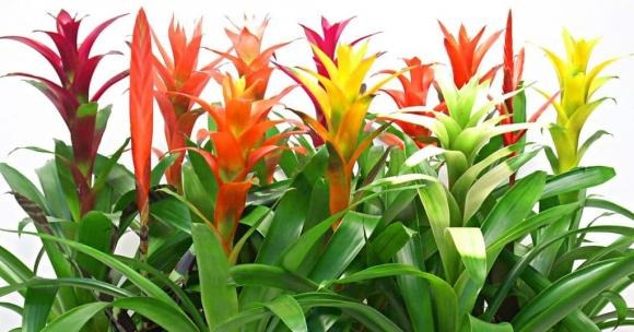 Phong lộc hoa mang vẻ đẹp rực rỡ, trang nghiêm và đầy khí thế.