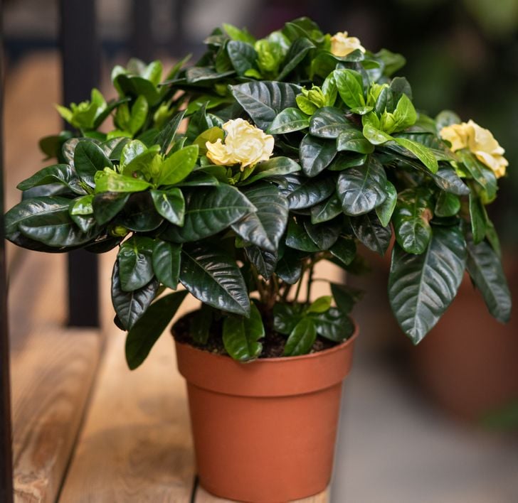 3 loại cây hút hết cặn bẩn, toả hương thơm ngát phòng